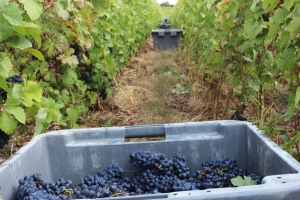 Champagne Dominique Papelard - 