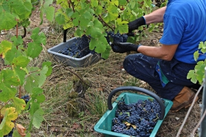 Champagne Dominique Papelard - 