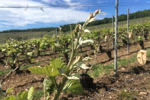 Champagne Dominique Papelard -  Champagne Dominique Papelard -