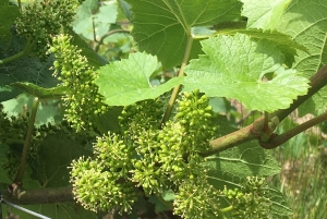 Champagne Dominique Papelard -  Champagne Dominique Papelard -