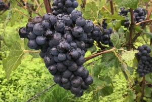 Champagne Dominique Papelard -  Champagne Dominique Papelard -