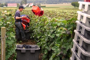 Champagne Dominique Papelard - 