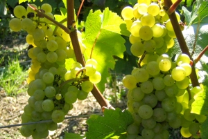 Champagne Dominique Papelard - 