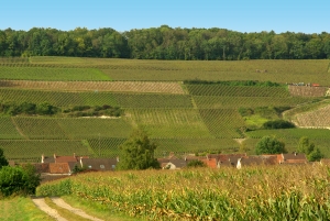 Champagne Dominique Papelard - 